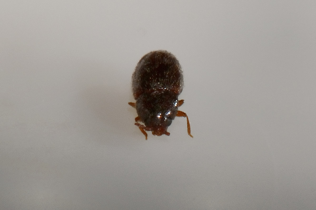 possibile Atomaria sp. (Chryptophagidae)